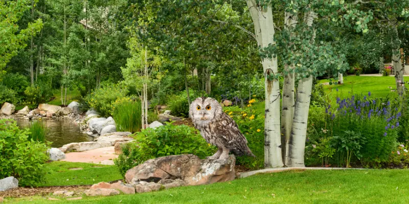 Alternatives To Owning An Owl