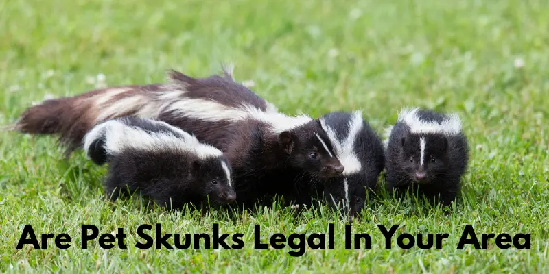 Are Pet Skunks Legal In Your Area