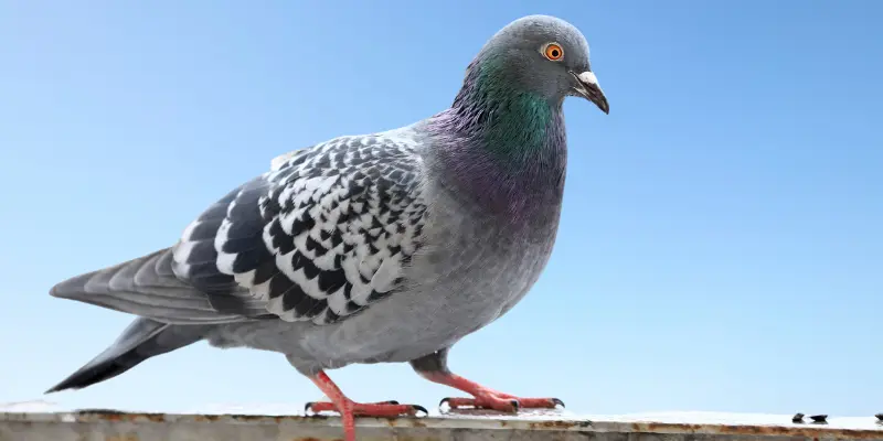 Basic Facts About Pigeon