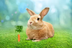 Best Bunny Breeds For Pets – Find Your Perfect Bunny Today