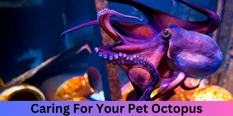 Caring For Your Pet Octopus