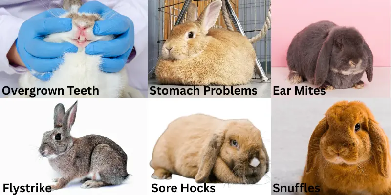Common Health Considerations
