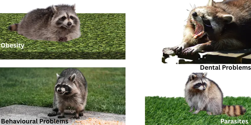 Common Health Problems In Pet Raccoons