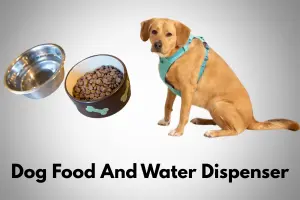 Dog Food And Water Dispenser – Types, Materials And Issues