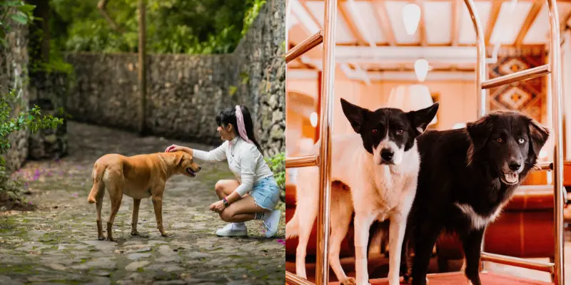 Exploring Glenwood Springs With Your Pet