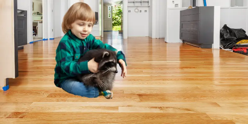How To Find Pet Raccoons For Sale