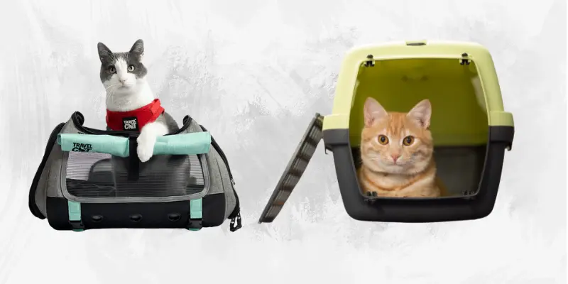 How To Train Your Cat To Use The Bag