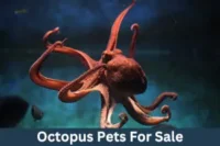 Octopus Pets For Sale – Care, Feeding and Buying Guide