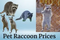 Pet Raccoon Prices – From Purchase To Care