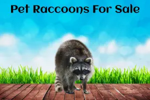Pet Raccoons For Sale – Training, Health Problems And Feed