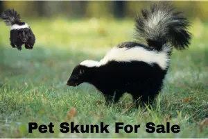 Pet Skunk For Sale – Guide To Legalities, Care & Training