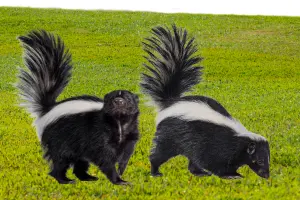 Pet Skunks For Sale – Training, Behaviours And Nutrition