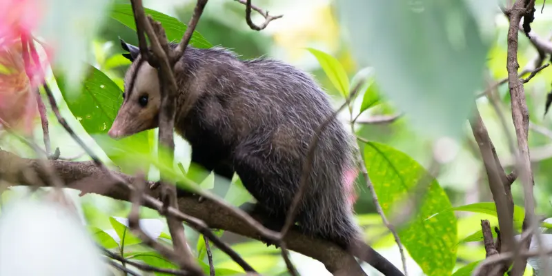 Skunk Behaviour And Training Tips