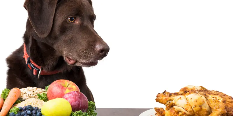 Sustainable And Ethical Dog Food Choices