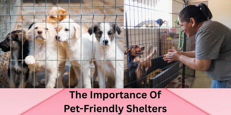 The Importance Of Pet-Friendly Shelters