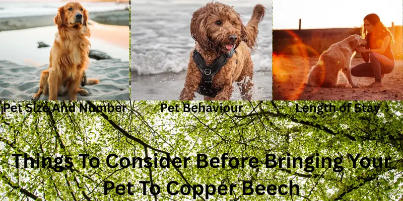 Things To Consider Before Bringing Your Pet To Copper Beech