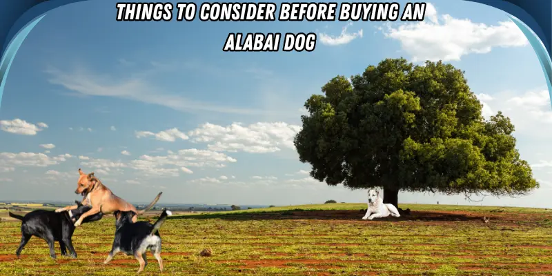 Things to Consider Before Buying an Alabai Dog