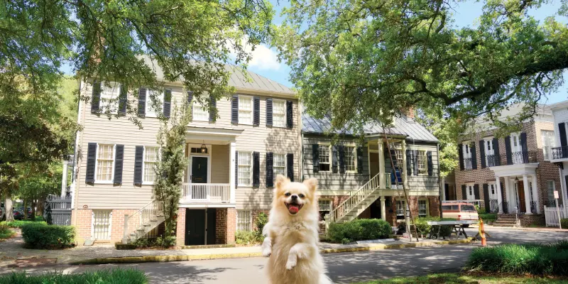 Tips For Traveling With Pets