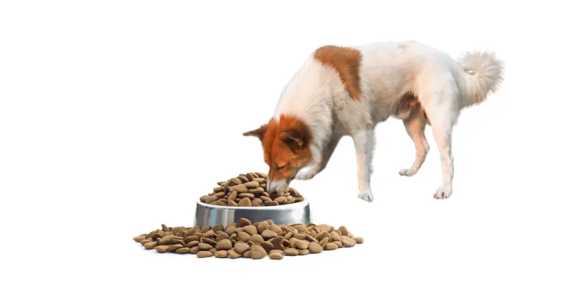 Types of Dog Food Explained