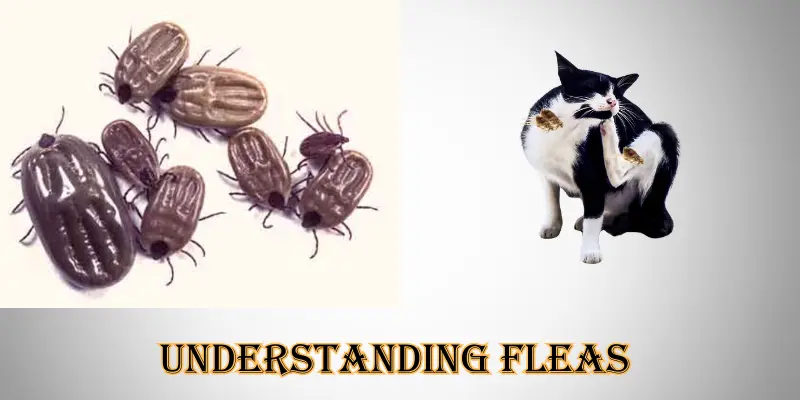 Understanding Fleas