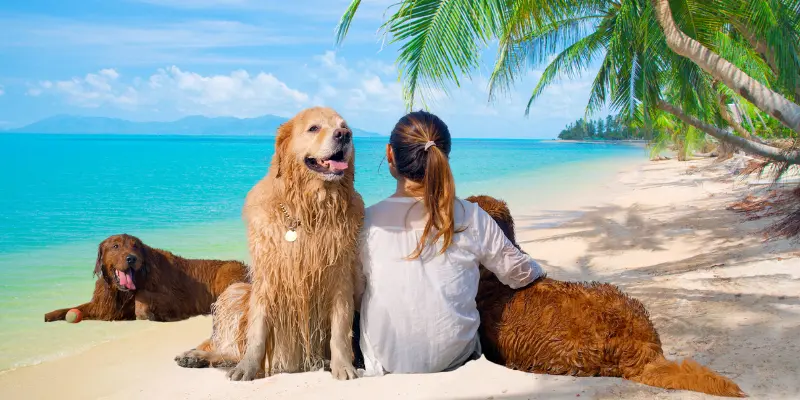 Understanding Pet Policies And What To Expect