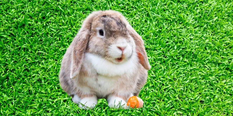 Understanding Rabbit Breeds