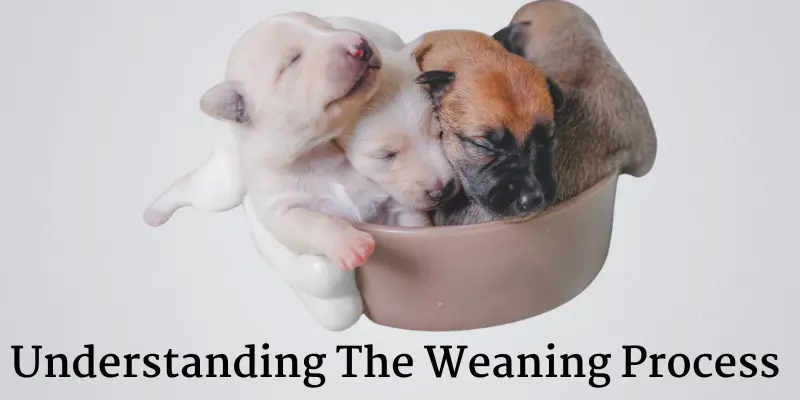 Understanding The Weaning Process