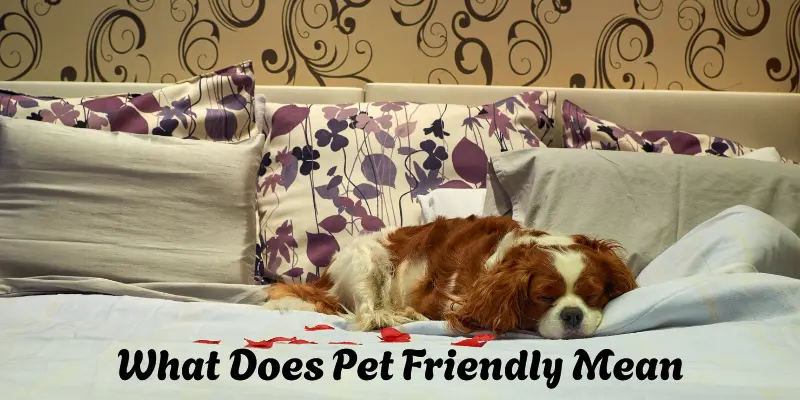 What Does Pet Friendly Mean