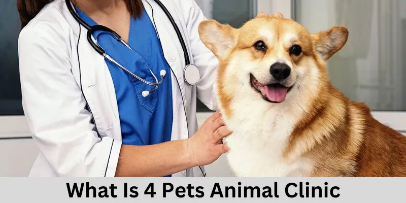 What is 4 Pets Animal Clinic