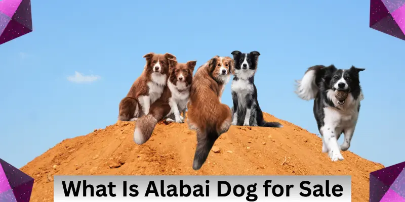 What is Alabai Dog for Sale