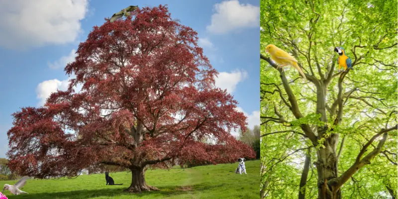 What is Copper Beech Pet Fee