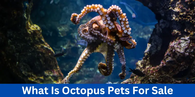 What is Octopus Pets For Sale