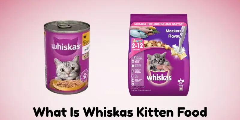 What Is Whiskas Kitten Food