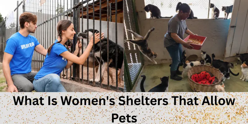 What is Women's Shelters That Allow Pets