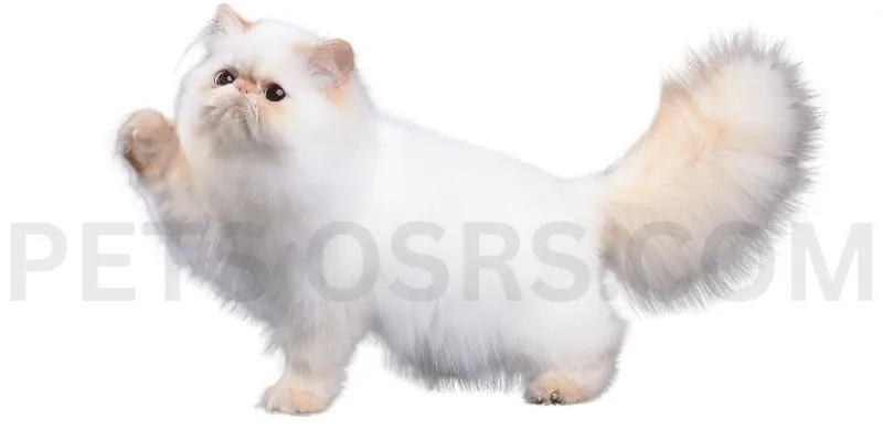 What Makes Persian Cats Unique