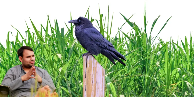 Why Consider Buying A Pet Raven