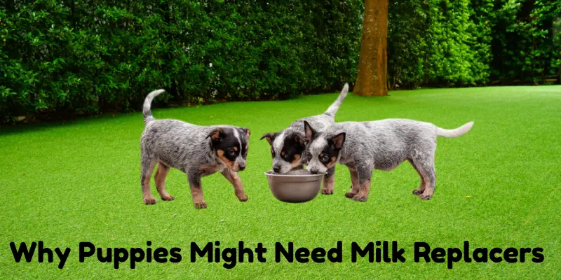 Why Puppies Might Need Milk Replacers